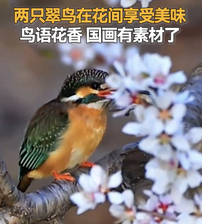 两只翠鸟在花间享受美味