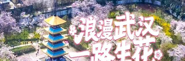 武汉樱花树下能听到全国的方言