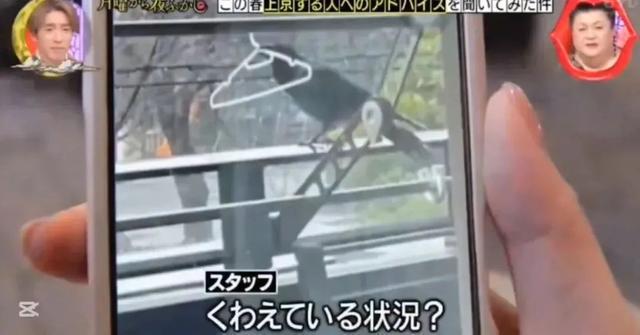 日本综艺恶意剪辑造谣“中国人爱吃乌鸦”，终于道歉了！