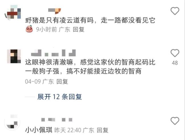 深圳野猪接受游客投喂眼神清澈 人猪和谐互动引热议