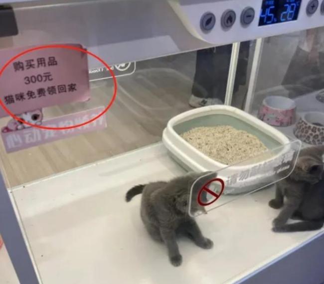 央视曝免费领养宠物暗藏借贷套路 爱心领养变强制消费