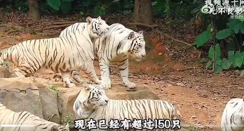 长隆野生动物园就是一个巨大的养猪场！