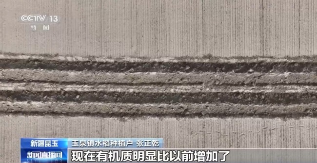 沙漠里也能种水稻？揭秘沙漠旱地播种技术