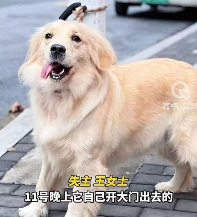 山东知味斋出名了：偶遇浙江迷路金毛，好心收留回山东