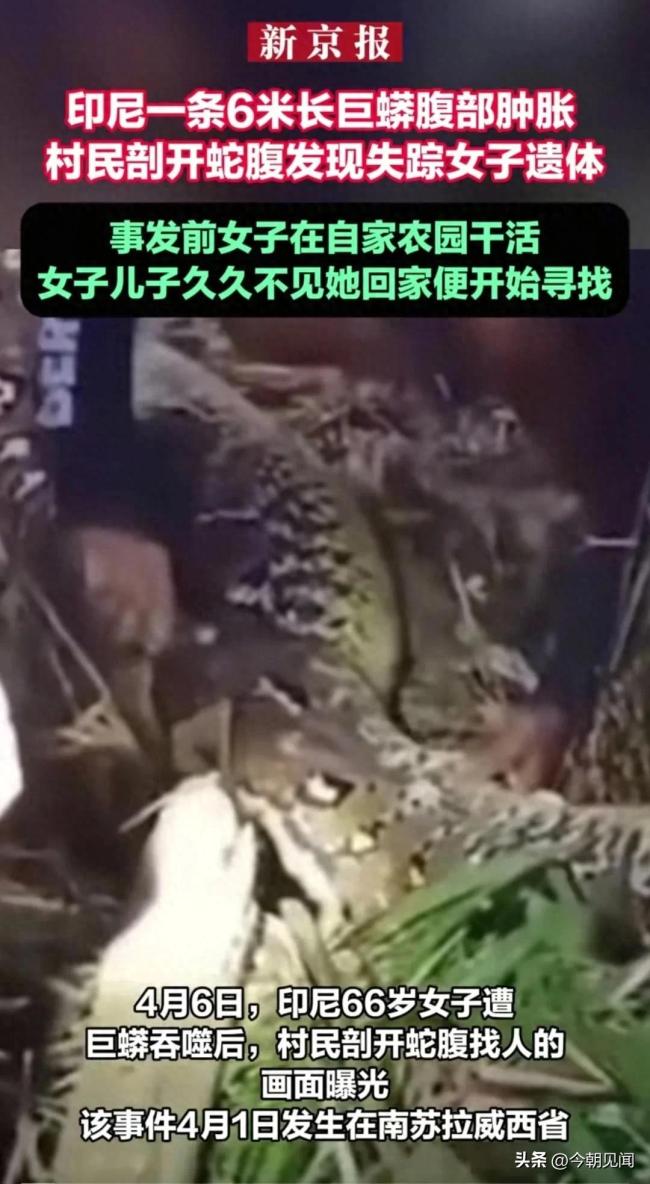 心惊胆战！印尼村民剖开巨蟒发现失踪女子