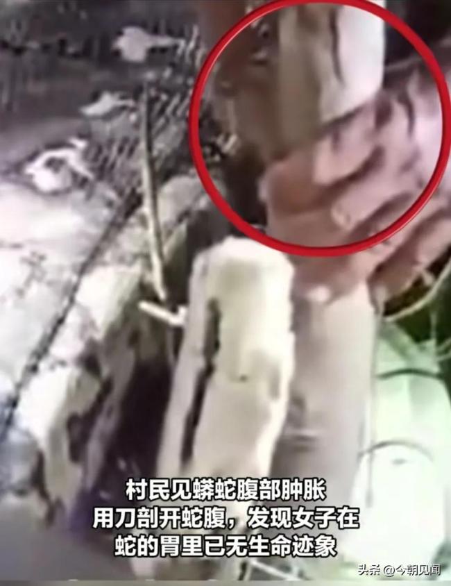 心惊胆战！印尼村民剖开巨蟒发现失踪女子