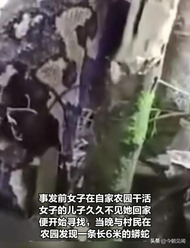 心惊胆战！印尼村民剖开巨蟒发现失踪女子