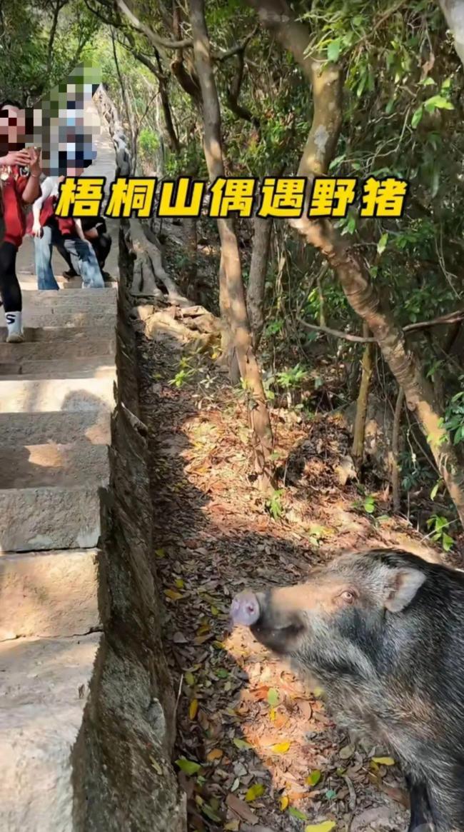 深圳野猪接受游客投喂眼神清澈