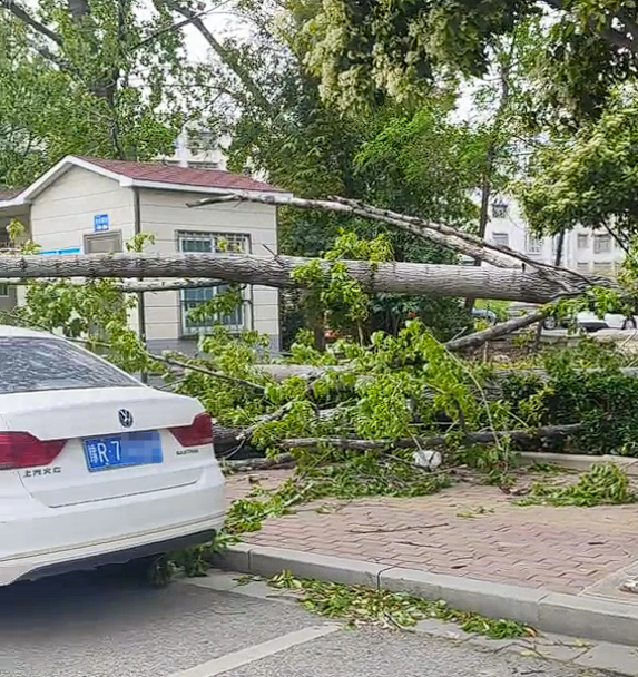 河南出现15级大风！落地窗被整扇吹掉、大树连根拔起