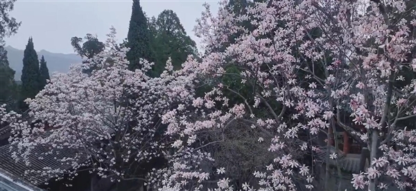 全国唯一的400多岁古旱莲开花：有花无叶
