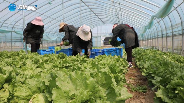 新乡平原示范区：特色种植打造农谷“蔬菜小镇”