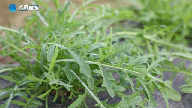 新乡平原示范区：特色种植打造农谷“蔬菜小镇”
