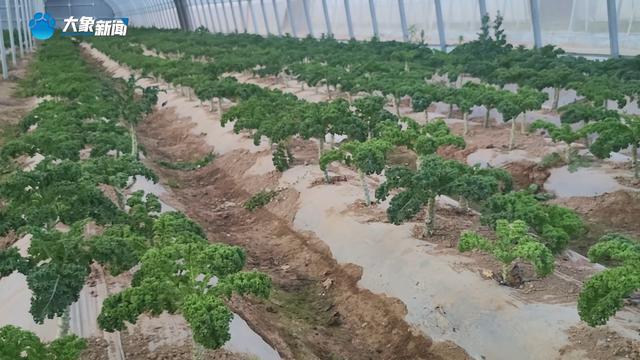 新乡平原示范区：特色种植打造农谷“蔬菜小镇”