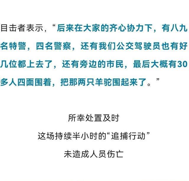 上海两只羊驼“越狱”，窜上机动车道，30多人联合追捕