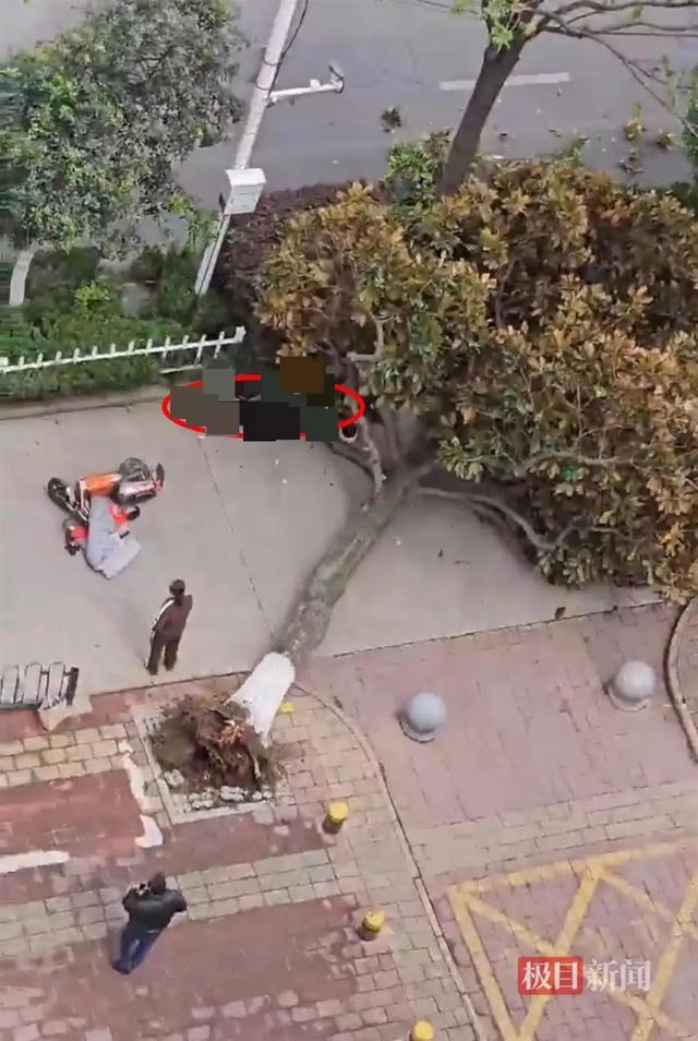 大风天树木倒伏砸中一名女子，安徽一地通报：经医院救治无效死亡