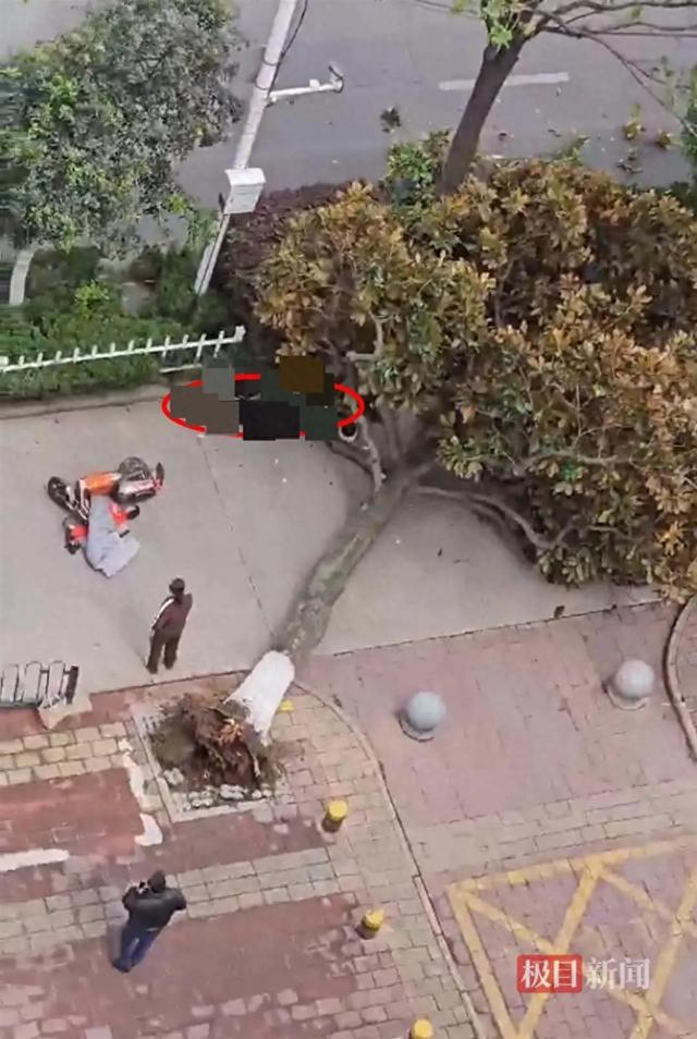 安徽女子骑电动车被倒伏的路边树木砸中，经医院救治无效死亡