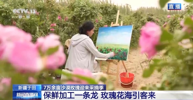塔克拉玛干沙漠“锁边合龙”时种植的玫瑰花开了