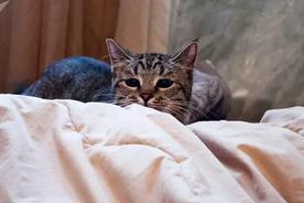 莫斯科研发猫过敏疫苗试验，全球近20%的人都会因猫引起过敏！