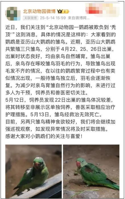 北京动物园回应鹦鹉“头秃” 亲鸟啄咬导致