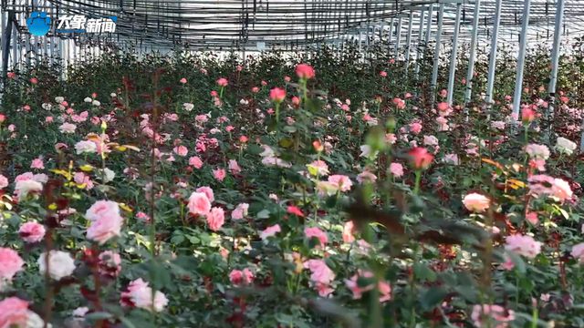 新乡原阳：“520”催生“浪漫经济” 黄河滩区飘来玫瑰香