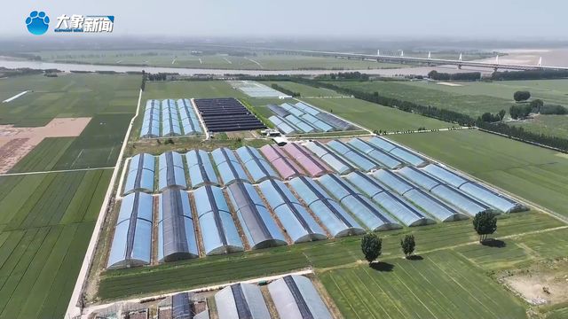 新乡原阳：“520”催生“浪漫经济” 黄河滩区飘来玫瑰香