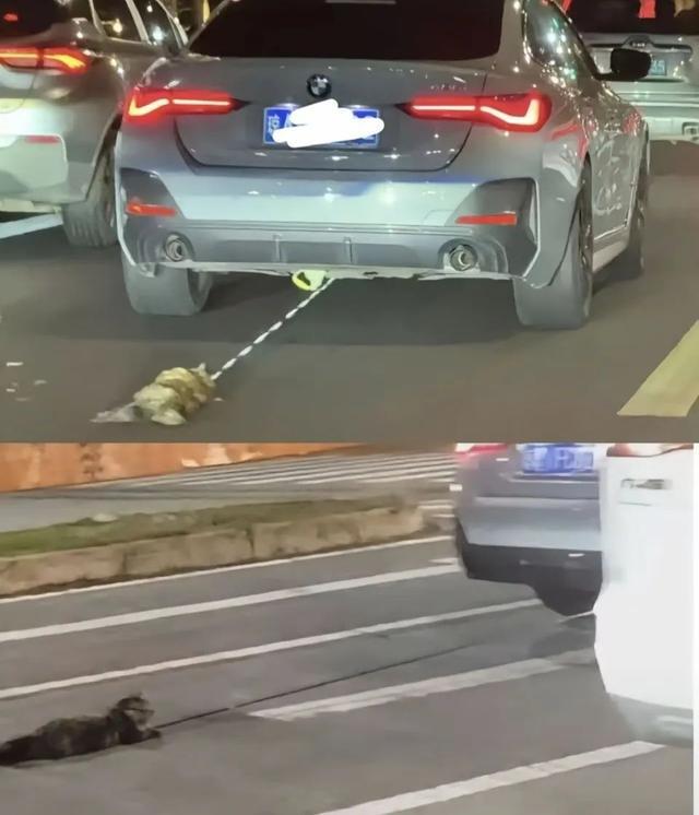 “宝马女司机驾车拖行虐猫”引关注，海口警方介入调查