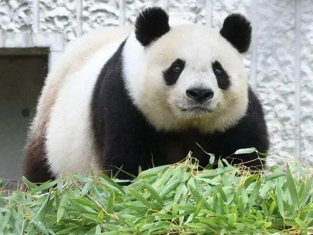 日方归还离世大熊猫旦旦遗骸