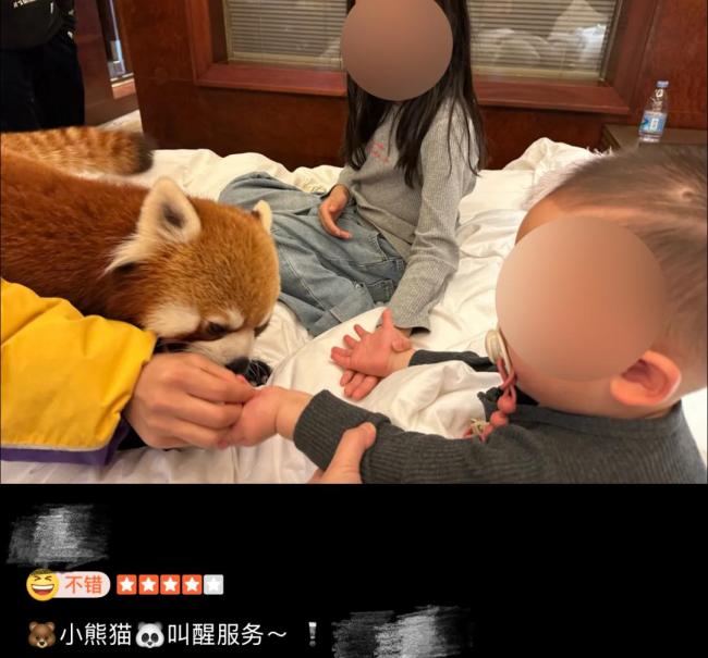 酒店叫早小熊猫已转回集中饲养区