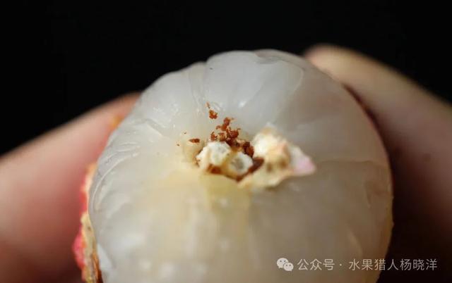 “原来我一直在吃荔枝虫子？”今天很多人不淡定了！专家回应