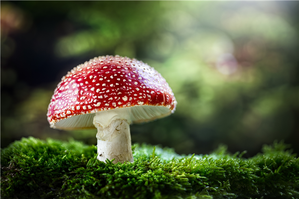 老人用狗试毒蘑菇：结果全家仍然中毒