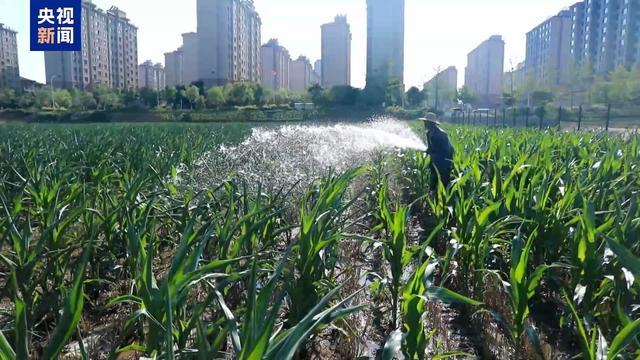 农业防高温干旱三级应急响应启动 力保秋粮丰收