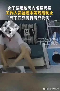 猫咖老板撕证件死磕虐猫顾客