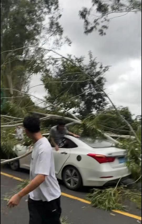 台风杨柳肆虐：风力发电机吹折腰，多地险情频发